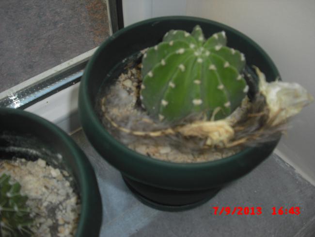 Name:  CIMG4459.jpg
Views: 950
Size:  30.4 KB
