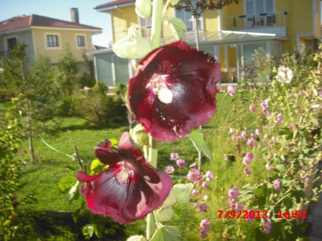 Name:  CIMG4479.jpg
Views: 504
Size:  57.5 KB