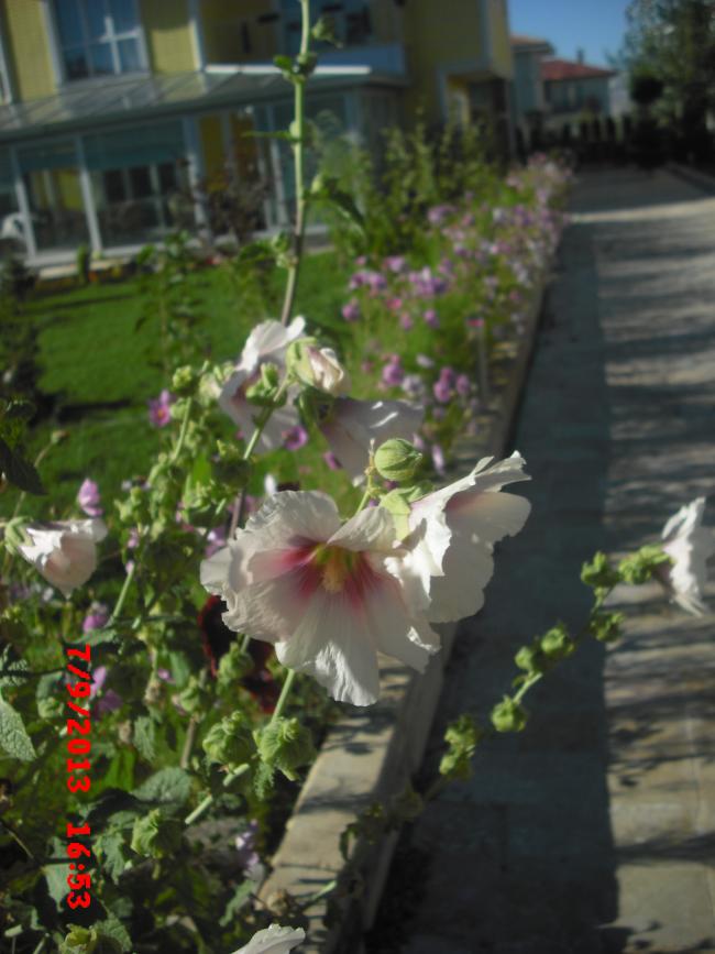 Name:  CIMG4480.jpg
Views: 490
Size:  64.0 KB