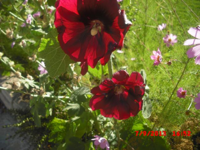 Name:  CIMG4478.jpg
Views: 486
Size:  54.1 KB