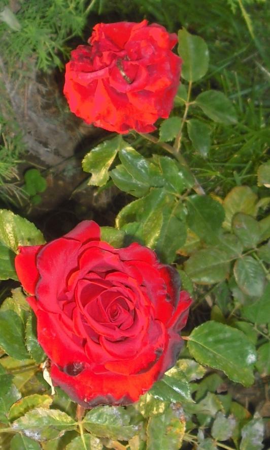 Name:  CIMG4524.jpg
Views: 491
Size:  68.4 KB