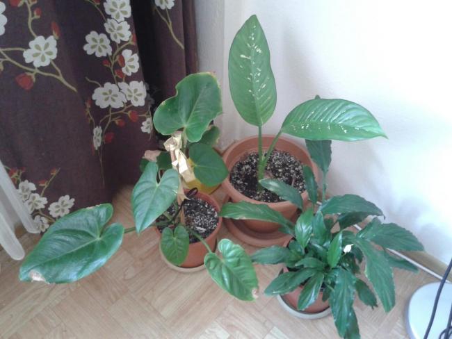 Name:  1265536_10151743574693876_1989533059_o.jpg
Views: 1013
Size:  40.5 KB