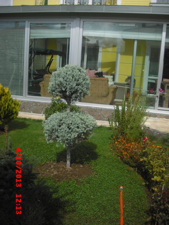 Name:  CIMG4630.jpg
Views: 470
Size:  72.1 KB