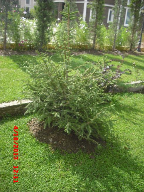 Name:  CIMG4625.jpg
Views: 488
Size:  75.0 KB