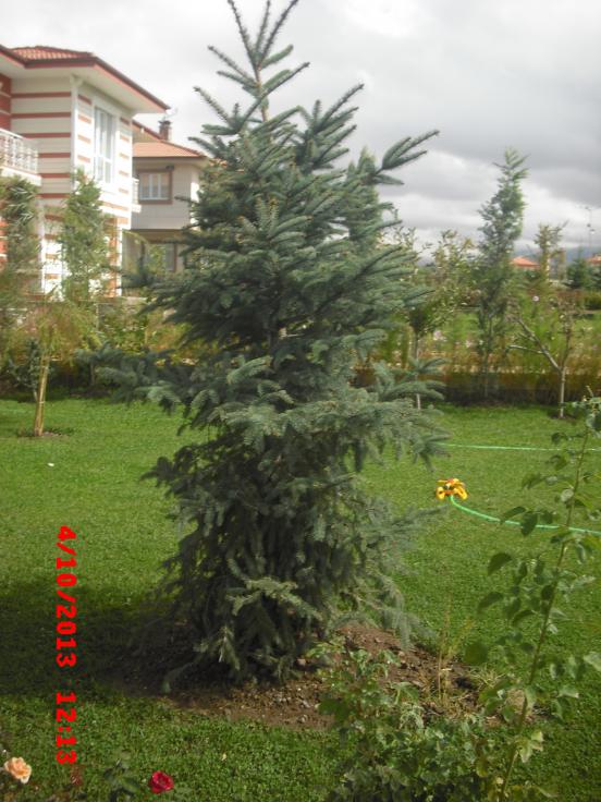 Name:  CIMG4632.jpg
Views: 474
Size:  72.1 KB