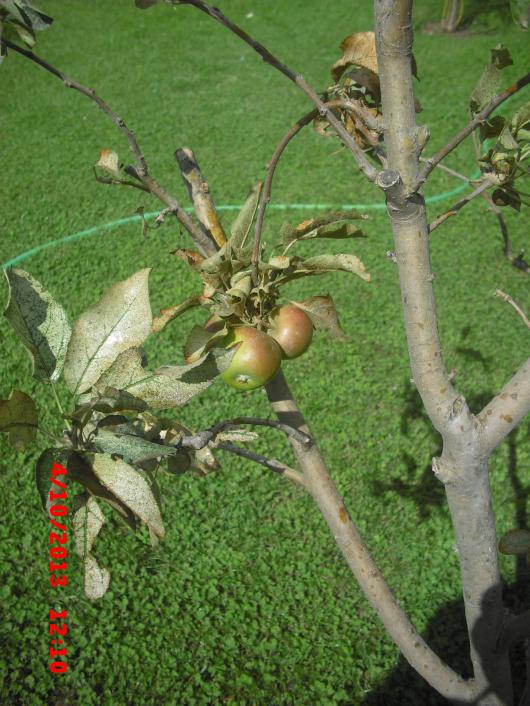 Name:  CIMG4624.jpg
Views: 482
Size:  75.1 KB
