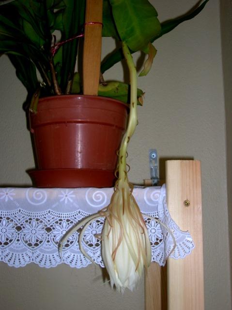 Name:  DSCN4258.jpg
Views: 1005
Size:  36.8 KB