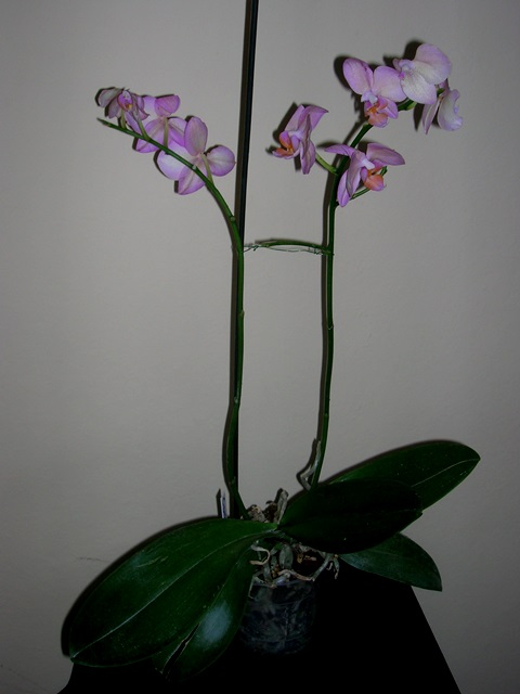 Name:  DSCN4263.jpg
Views: 959
Size:  64.5 KB