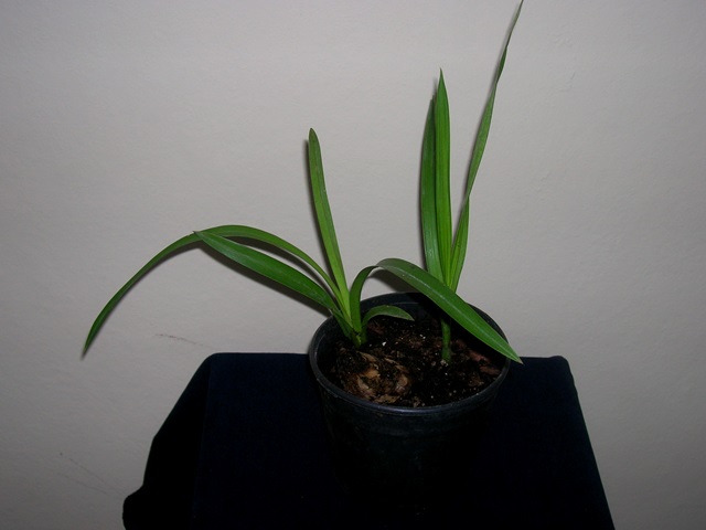 Name:  DSCN4266.jpg
Views: 967
Size:  59.2 KB