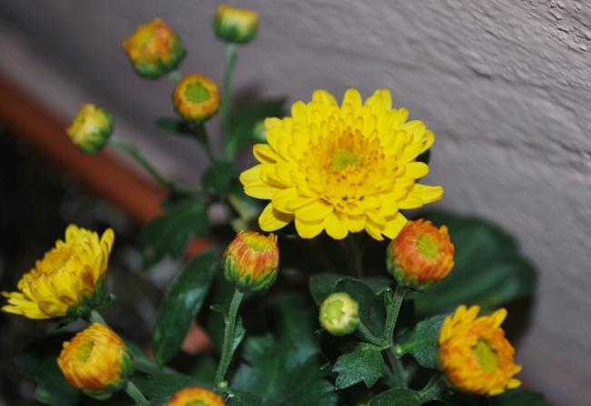 Name:  DSC_0660.jpg
Views: 1200
Size:  33.4 KB