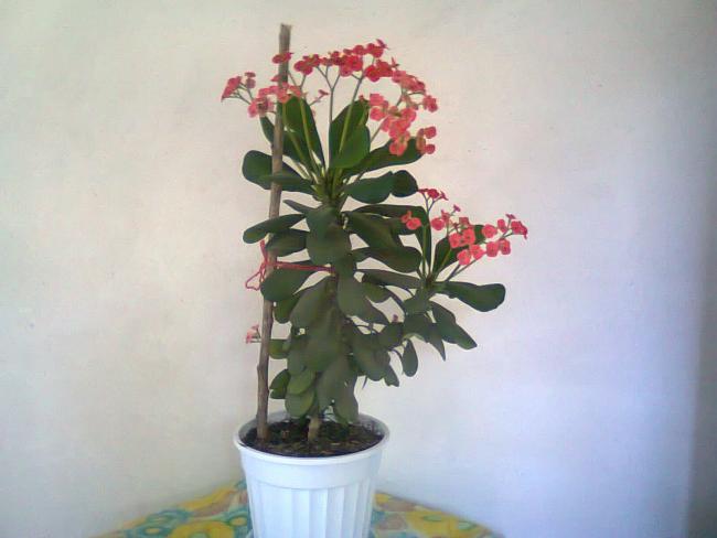 Name:  Fotoraf3697.jpg
Views: 540
Size:  29.7 KB