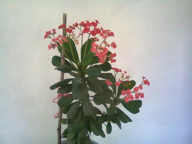 Name:  Fotoraf3698.jpg
Views: 521
Size:  32.1 KB
