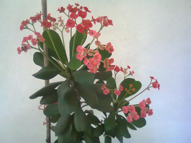 Name:  Fotoraf3699.jpg
Views: 523
Size:  36.4 KB