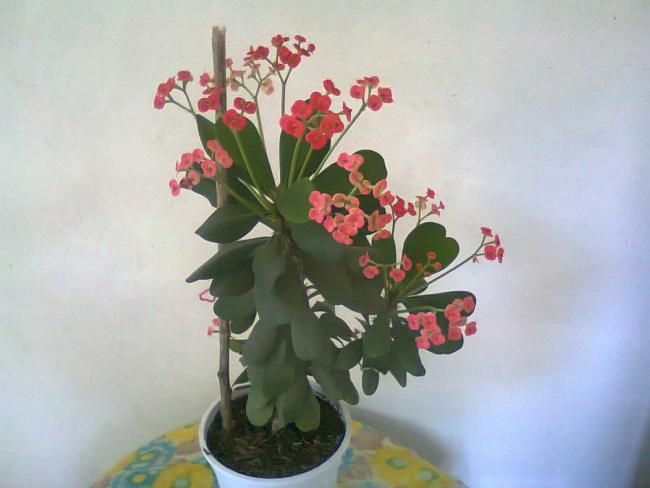 Name:  Fotoraf3700.jpg
Views: 518
Size:  32.7 KB