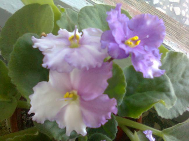 Name:  Fotoraf3702.jpg
Views: 626
Size:  35.7 KB