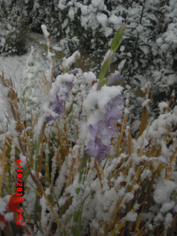 Name:  CIMG4659.jpg
Views: 431
Size:  72.3 KB
