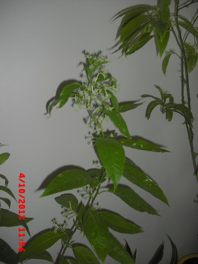 Name:  CIMG4585.jpg
Views: 888
Size:  47.1 KB