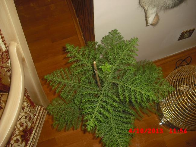 Name:  CIMG4587.jpg
Views: 421
Size:  54.7 KB