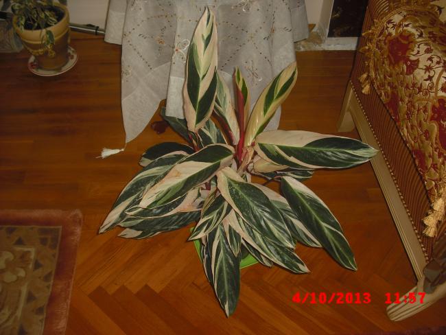Name:  CIMG4590.jpg
Views: 433
Size:  49.3 KB