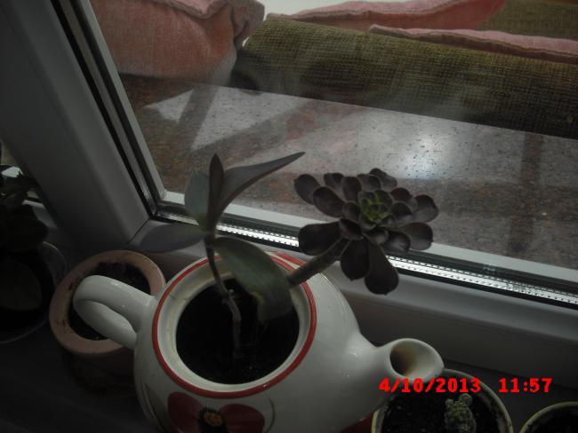 Name:  CIMG4591.jpg
Views: 422
Size:  37.1 KB