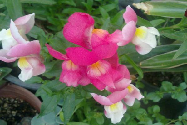 Name:  Aslanagzi 1.jpg
Views: 4985
Size:  32.5 KB