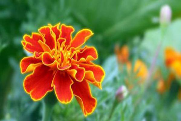 Name:  Kadifecicegi.jpg
Views: 3254
Size:  26.4 KB