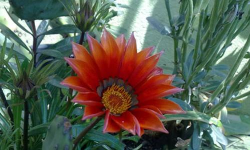 Name:  Gazanya 1.jpg
Views: 3762
Size:  30.1 KB