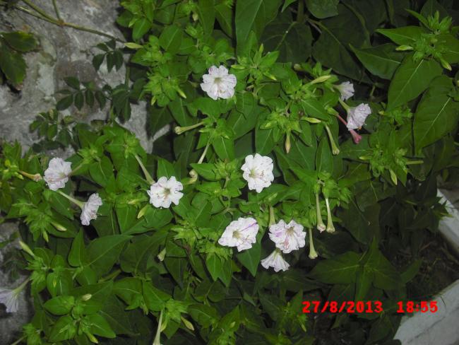Name:  CIMG4366.jpg
Views: 459
Size:  54.7 KB
