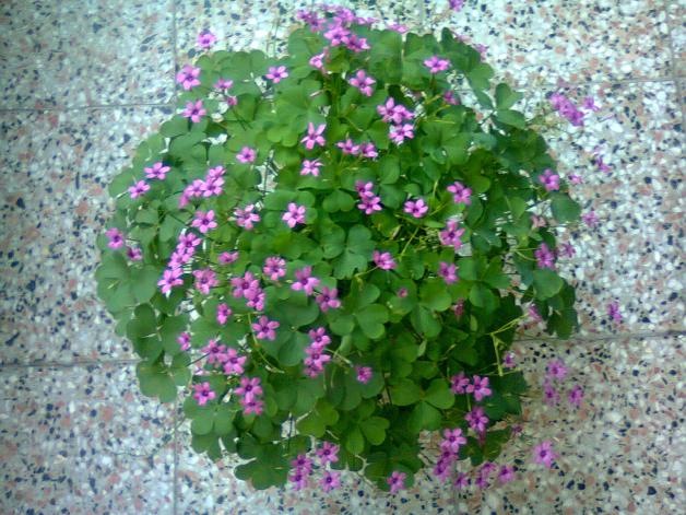 Name:  Fotoraf3724(1).jpg
Views: 558
Size:  71.0 KB