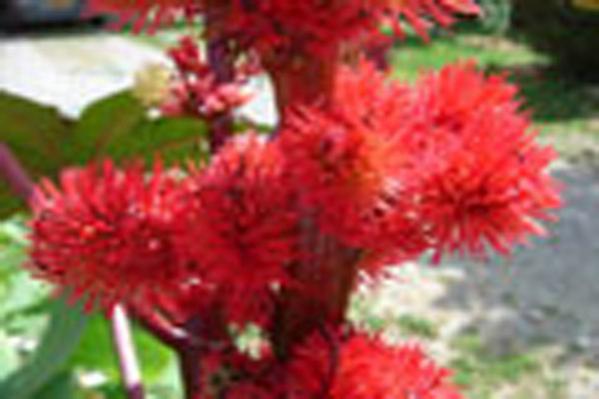 Name:  hintyagicicegi.jpg
Views: 3340
Size:  27.6 KB