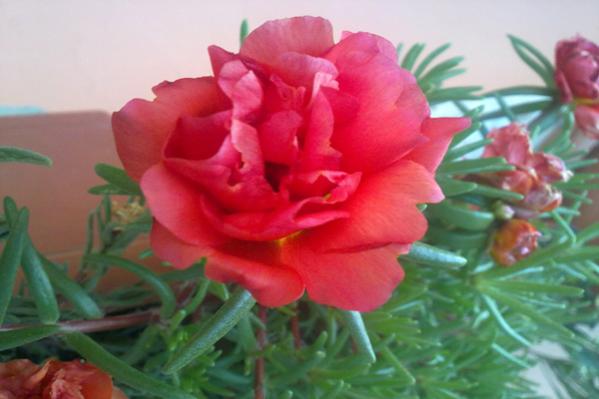Name: ipekcicegi(portulaca)1.jpg
Views: 3468
Size: 29.5 KB