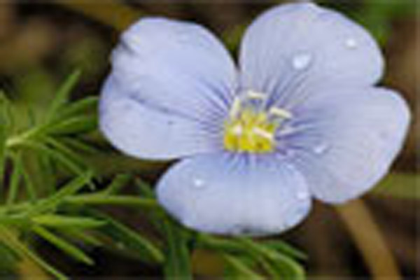 Name:  ketencicegi.jpg
Views: 2966
Size:  55.0 KB