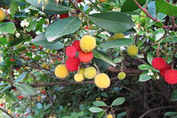 Name:  kocayemis.jpg
Views: 3687
Size:  49.4 KB