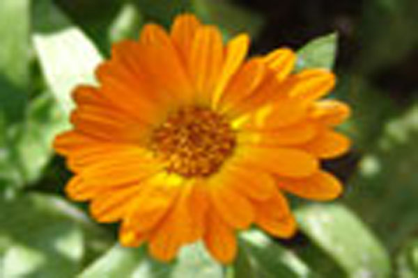 Name:  aynisafa.jpg
Views: 2768
Size:  51.7 KB