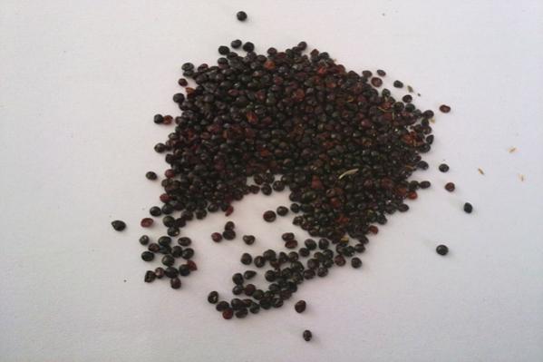 Name:  HorozibigiBa.jpg
Views: 3077
Size:  23.9 KB