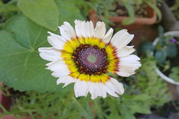 Name:  Cingeneetegi1.jpg
Views: 2953
Size:  29.2 KB