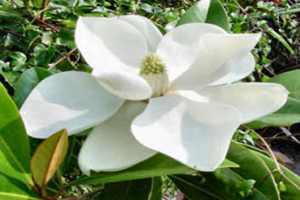 Name:  manolya.jpg
Views: 2880
Size:  34.7 KB