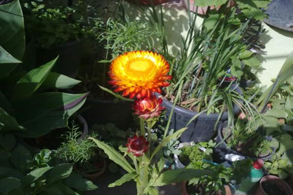 Name:  olumsuzcicek.jpg
Views: 2915
Size:  44.7 KB