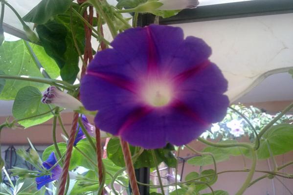 Name:  Sabahsefasi.jpg
Views: 3269
Size:  34.2 KB