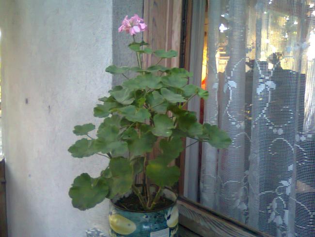 Name:  Fotoraf3744.jpg
Views: 467
Size:  45.5 KB