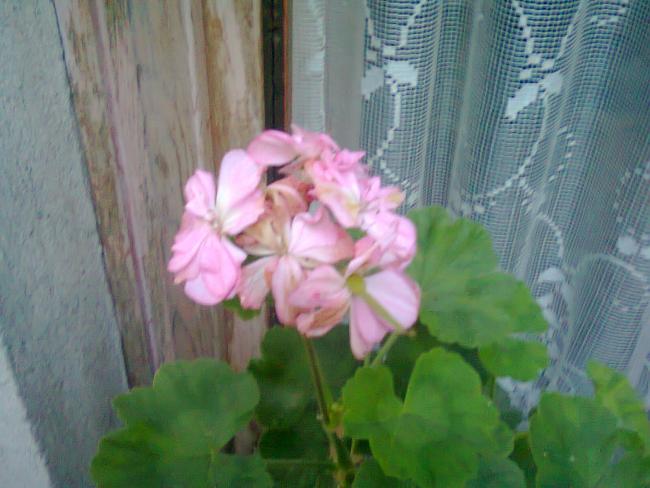 Name:  Fotoraf3743.jpg
Views: 482
Size:  42.4 KB