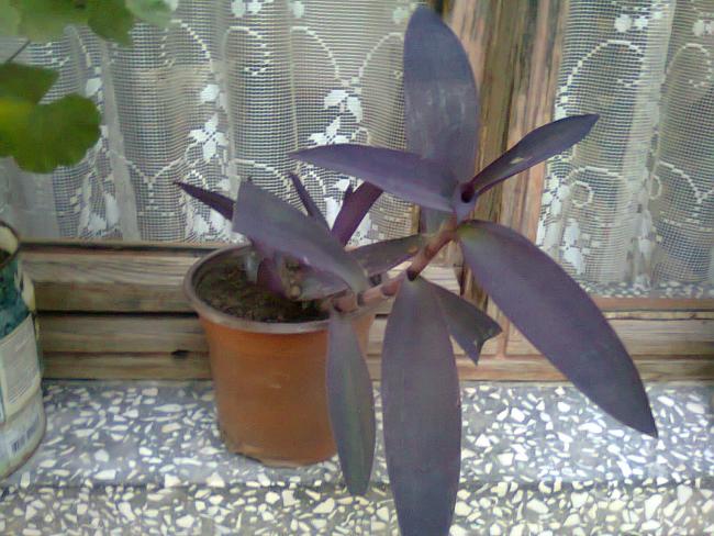 Name:  Fotoraf3745.jpg
Views: 772
Size:  57.1 KB