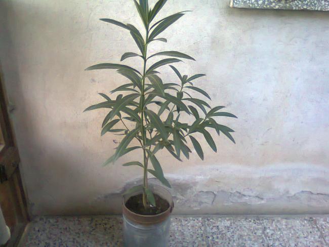 Name:  Fotoraf3750.jpg
Views: 661
Size:  41.2 KB