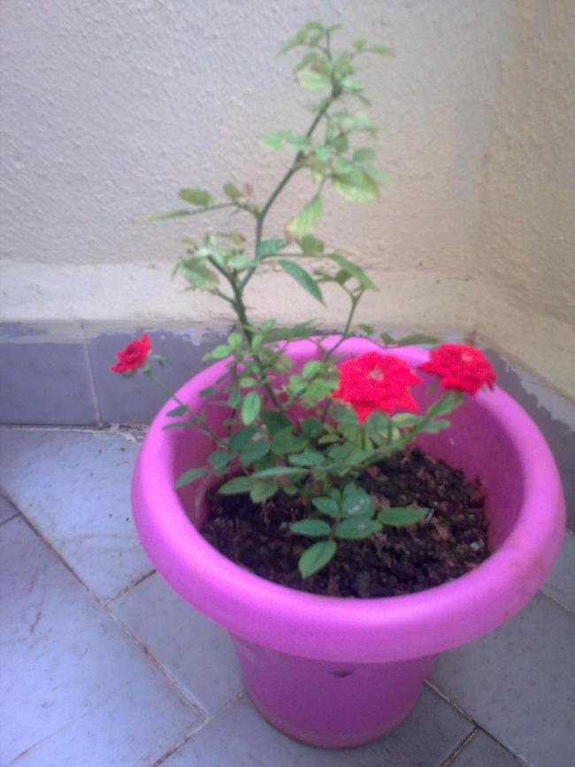 Name:  Grnt1317.jpg
Views: 1030
Size:  52.0 KB