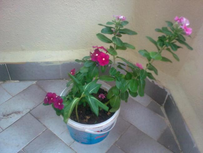 Name:  Grnt1308.jpg
Views: 1248
Size:  34.1 KB