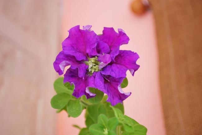Name:  DSC_0710.jpg
Views: 826
Size:  23.1 KB