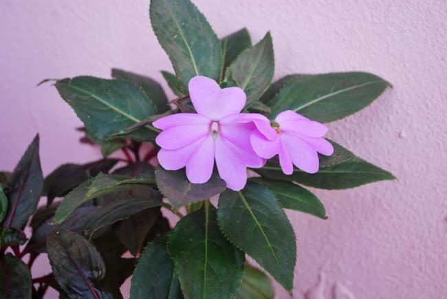 Name:  DSC_0713.jpg
Views: 802
Size:  33.7 KB