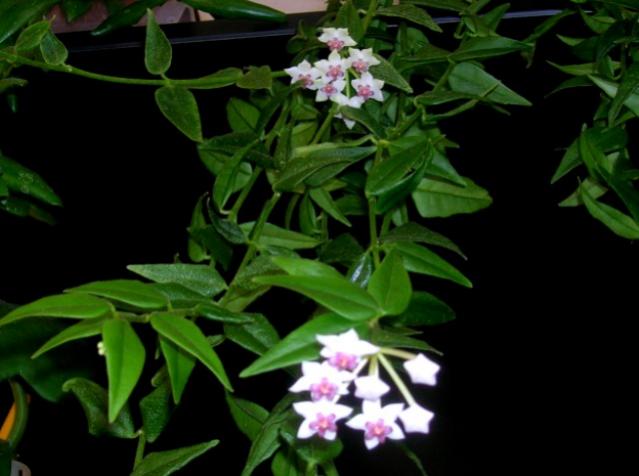 Name:  DSCN4369.jpg
Views: 934
Size:  36.1 KB
