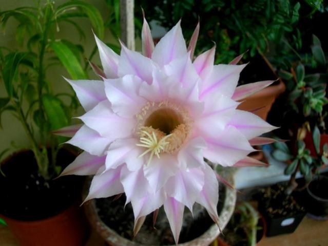 Name:  DSCN4304echi.jpg
Views: 1005
Size:  35.5 KB