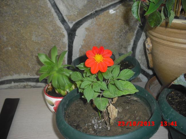 Name:  CIMG4720.jpg
Views: 397
Size:  48.1 KB
